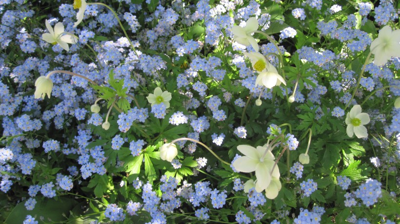 Forget-me-nots & anemones