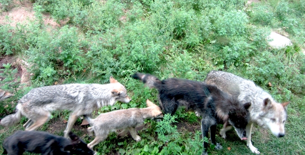Wolves at Haliburton Forest Wolf Centre